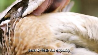 Wonders of the animal world 2024????????