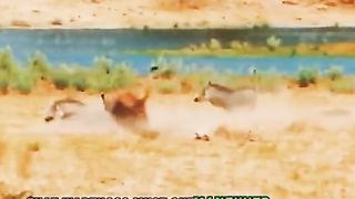 Quickly lose the wild boar with the leopard