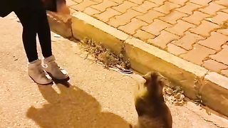 Funny cat