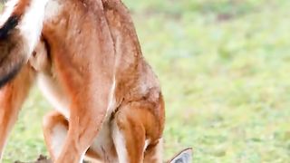 Wild dogs dig, what are they looking for?