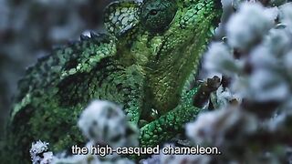 Wonders of the animal world 2024
