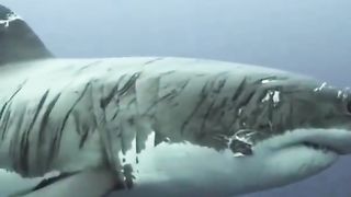 The shark that has been through everything ????????