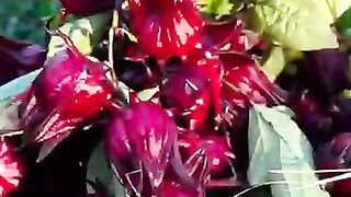 NATURE FULL OF VARIETY AND DIVERSITY