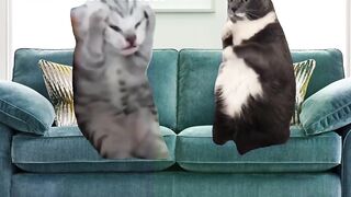 Funny Cat meme ????????????