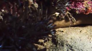Wonders of the animal world 2024