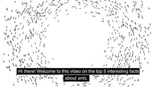 Amazing facts about ants