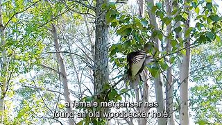 Wonders of the animal world 2024????????