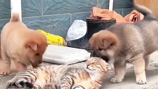 A cat is viciously attacked by dogs.