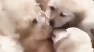 The cat is very loved by dogs...????