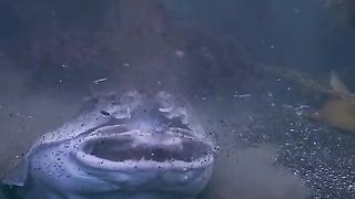 Wonders of the animal world 2024????????