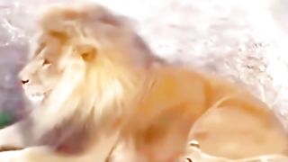 Lion with baby