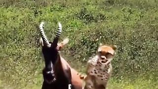 Leopard Lose