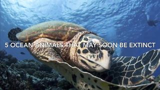 Sea animals that might extinct soon