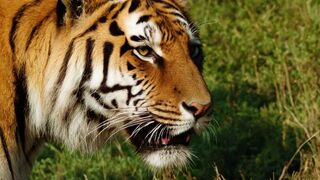 Surprising Revelations about the Behavior of Wild Animals