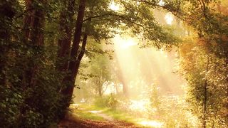Amazing facts about trees