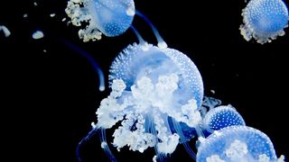 Jellyfish are important components of marine ecosystems