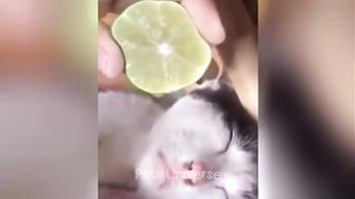 Ultimate Funny Cats and Dogs ???????? Funniest Animals ???? Part 2