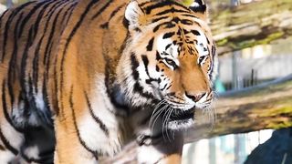 Tigers are culturally significant in many societies and are often seen as symbols of power, strength and beauty.
