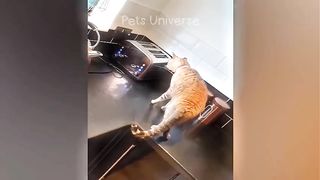 Ultimate Funny Cats and Dogs ???????? Funniest Animals ???? Part 3