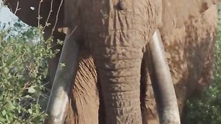 The largest tusks in Africa.