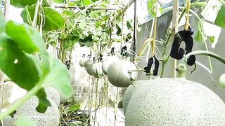Teo Garden