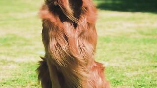 CUTE DOG