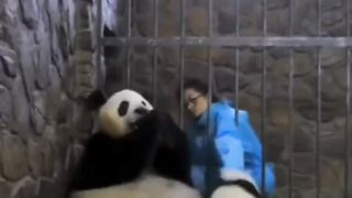 ##panda mother give child for a apple ##