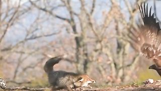 Eagle attacks fox in wild