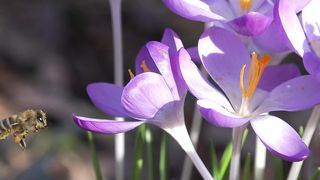 Bees are social insects known for their role in pollination and honey production