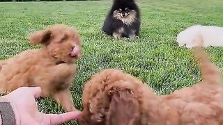 Cute dogs