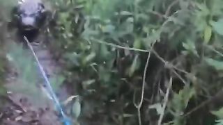 What would you do if an Alligator chases you?????