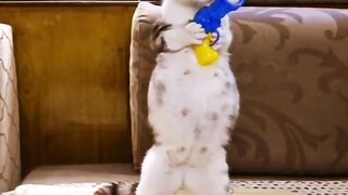 loud cats funny videos