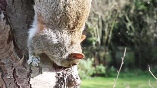 In nature, squirrels are active and curious creatures found in a wide range of habitats