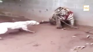 When predators come into contact with each other