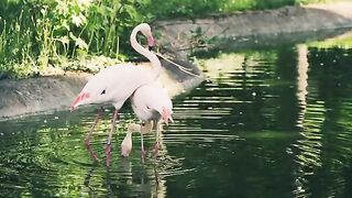 Flamingos are birds known for their vivid pink feathers, long necks, and distinctive downward-curving bills.