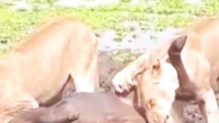 Les lions mangent des buffles. Elle est en vie