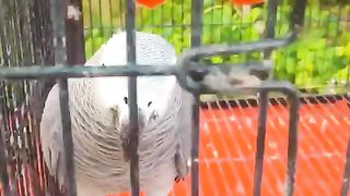 Parrots