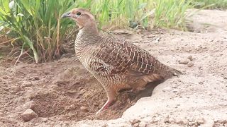 dakhni teetar ki shandar video,partridge bird speeking
