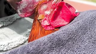 Cock massage and Cooking