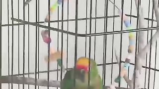 عصافيرى