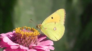 Butterflies drink nectar from flowers using a long tube-like structure called a proboscis