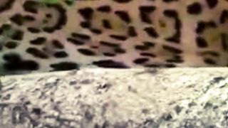 Crocodile vs. Cheetah