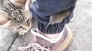 Cat ????