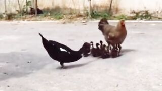 Funny animal video chicken ????/