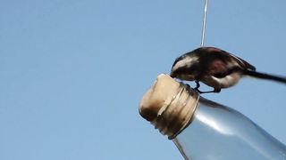 Small birds, especially those with a curious nature, can display interesting behaviors when they encounter objects such as bottles.