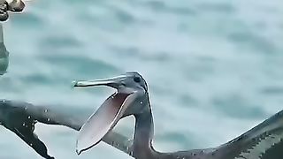 Battle of hunters at Sea
