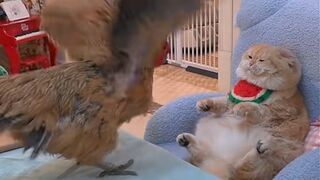 Cat vs Chicken vs Fish Wrasling
