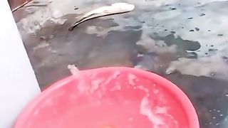 كوميدى حيوانات