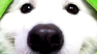 Funny Animal Videos Of The Day 0038! ???????? #fyp #memes #memedaily #dankmemes