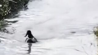 Funny animal duck ???? and dog/